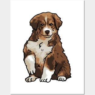 Australian Shepherd Brown Posters and Art